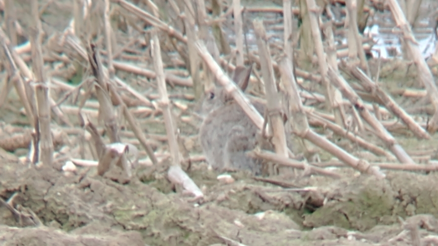 A rabbit nicely camouflaged in a field among old stalks of corn