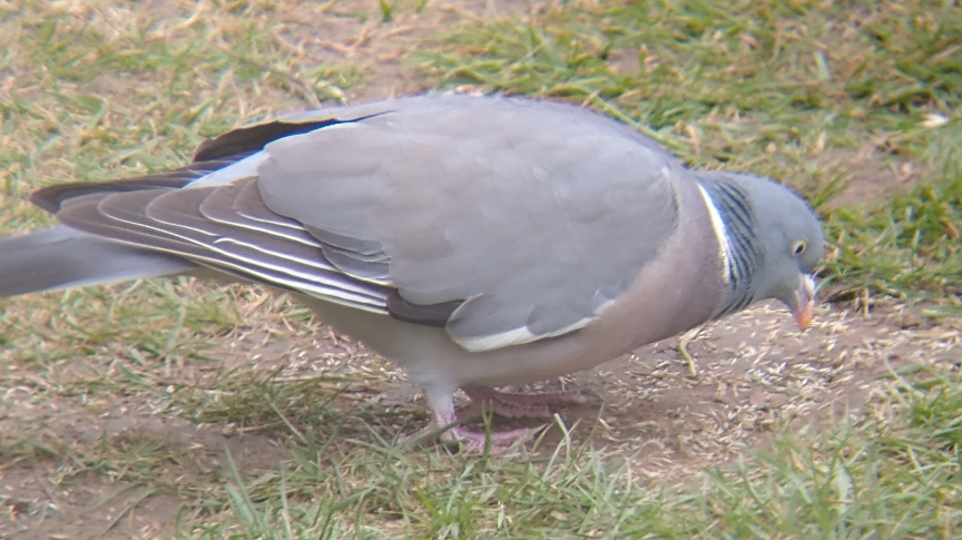 A woodpigeon close up feeding on the grass
