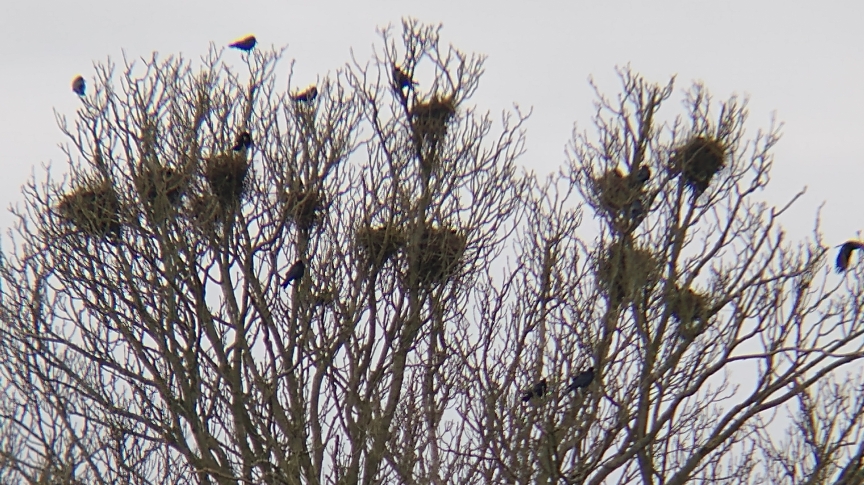 A rookery at the top of a tree with about 10 rook nests