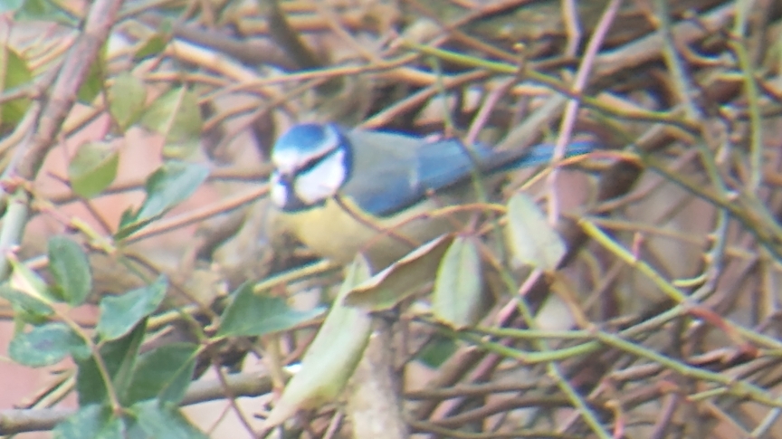 A blue tit close up sitting on a bush looking left