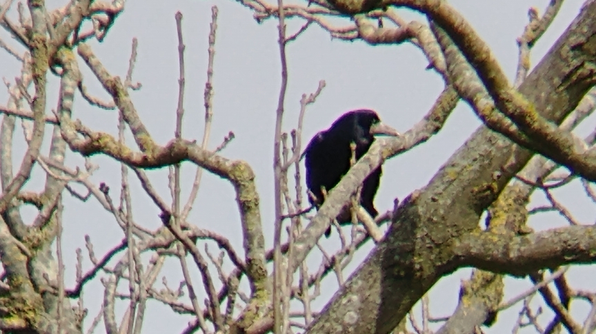 A rook on a tree branch, showing its white beak and face