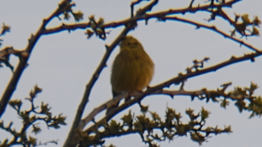 A yellowhammer on a branch showing its yellow head with black markings